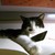 :iconeve656721: