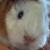 :iconEvelora: