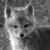 :iconevely-hollen: