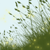 :iconevelyn-sugamama:
