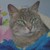 :iconeveningstar28: