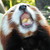:iconeverchanging-leaf: