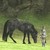 EvergreenLeaf1125 :iconevergreenleaf1125: