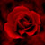 :iconevergreenrose: