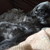:iconeverlasting-echo: