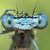 :iconeverville: