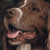 :iconeverythinganimals: