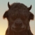 :iconevildthebullwt5: