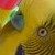 :iconevilplatypus: