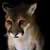 :iconEvilPuma: