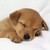 :iconevilpuppyofdoom: