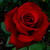 :iconevilroses: