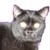 :iconevitaplz: