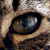 :iconevolens: