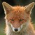 :iconevtroutart: