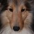 :iconevylamb: