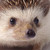 :iconexdeathgod: