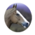 :iconeximius-equine: