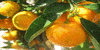 :iconexotic-fruit-fanclub: