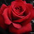 :iconexoticpassionxo: