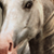 :iconexotiquedesigns: