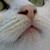 :iconexperimentzeichner: