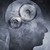:iconexpress-turtle: