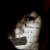 :iconexpress10nism: