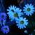 :iconeye-want-kandi: