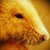 :iconf4ilfr34k396:
