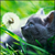 :iconf-ancy: