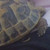 :iconfa6o0om94: