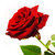 :iconfabfleur: