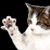 :iconfabiana-os: