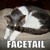 Facetailplz :iconfacetailplz: