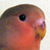 :iconfacetious-maverick: