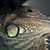 :iconfadafrank: