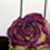 :iconfadedblacklipstick: