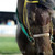 :iconfading-fantasy: