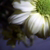 :iconFadingObscurity: