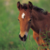 :iconfaeolan-equus: