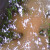 :iconfaeriecorpse25: