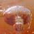 :iconfaeriedreamer2008: