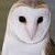 :iconfaerieofskye: