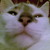 :iconfafnir93: