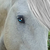 :iconfahliadne: