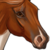 :iconfairfieldsstud:
