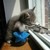 :iconfairflower:
