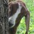 :iconfairygoatmother: