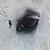 :iconfairyhorse: